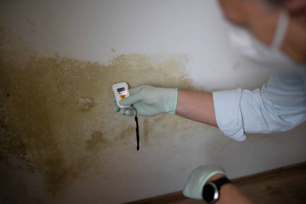 Best Crawl Space Mold Removal  in Shelby, MS